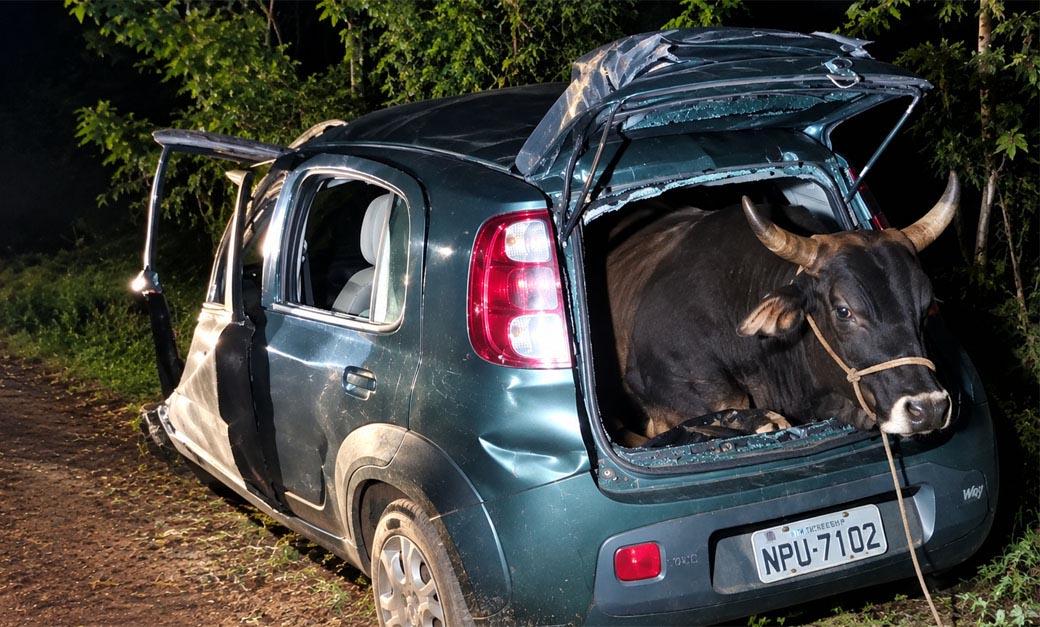 Fato Inusitado: Um boi foi encontrado dentro do porta-malas de Fiat Uno roubado no Ceará