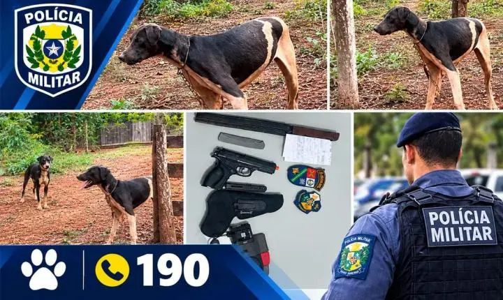 Em Tabaporã 01 pessoa foi presa pela Polícia Militar acusada de maltratar animais domésticos