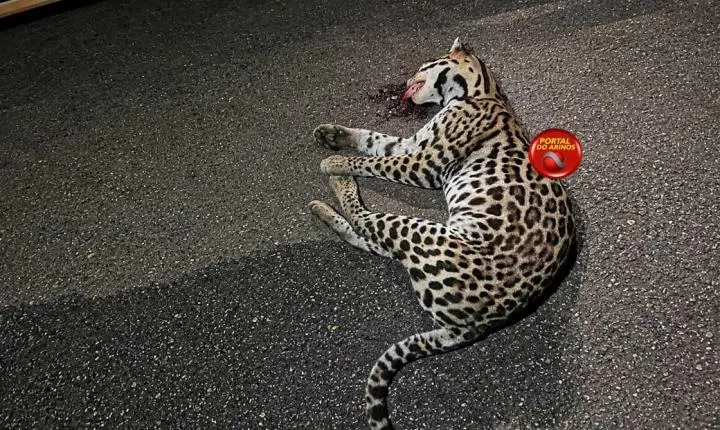 Onça-pintada morta foi encontrada na rodovia MT 338 entre Juara a Novo Horizonte do Norte